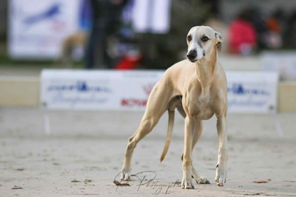 Asting Du Chene Des Morinieres
