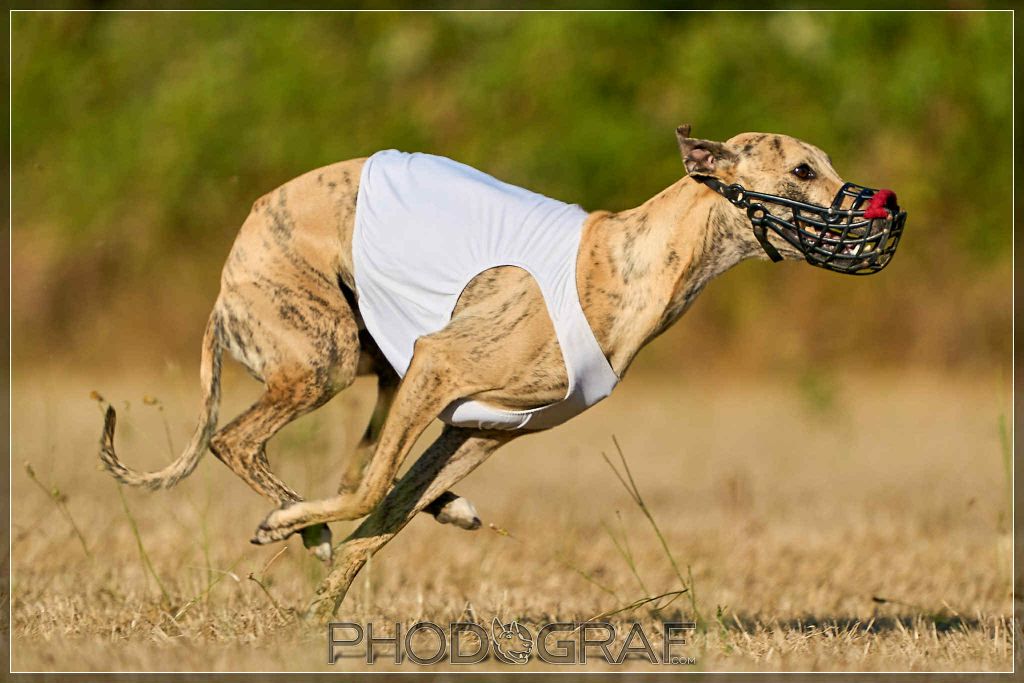 Du Chene Des Morinieres - Champion de travail