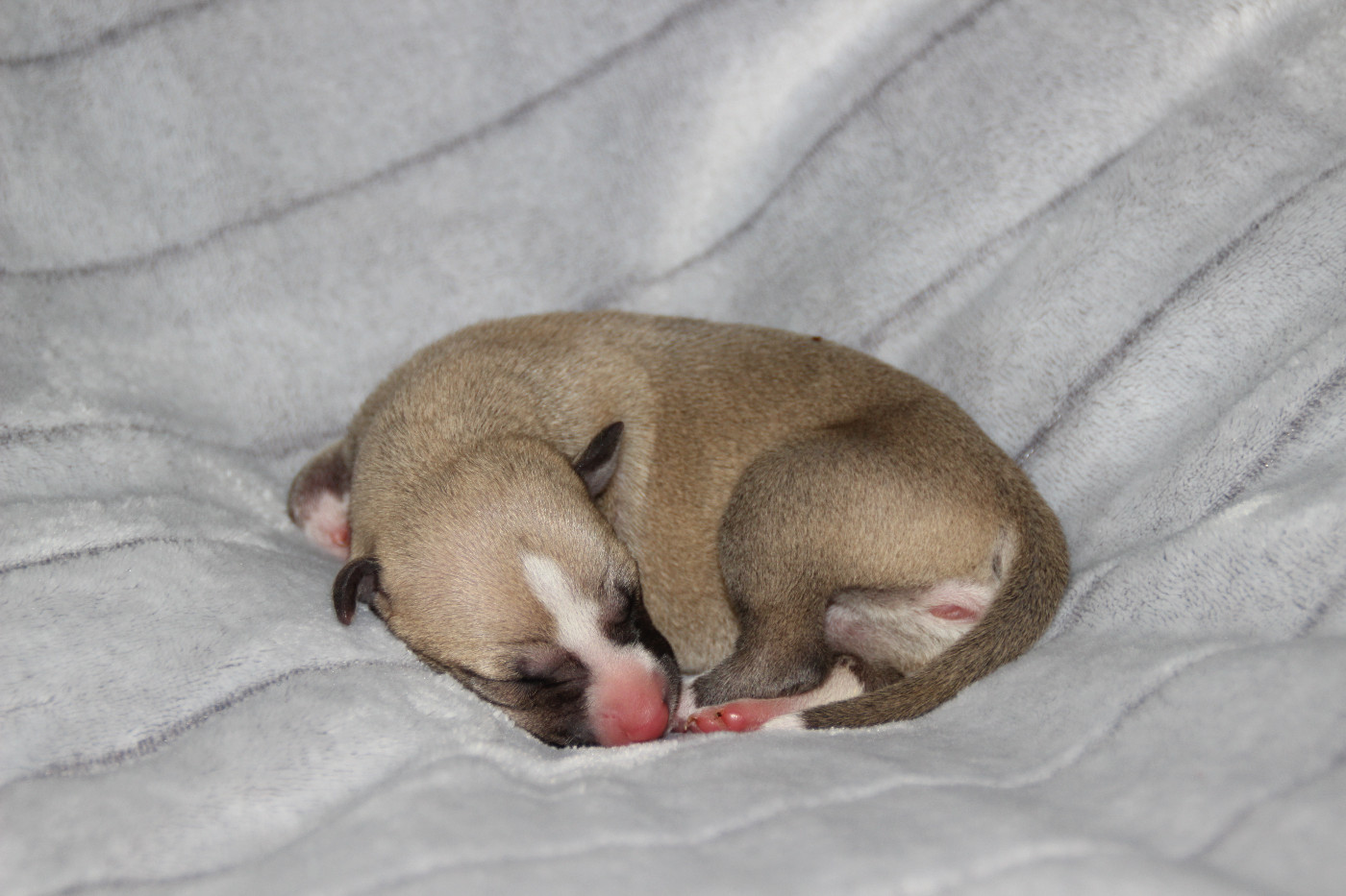 Du Chene Des Morinieres - Chiots disponibles - Whippet