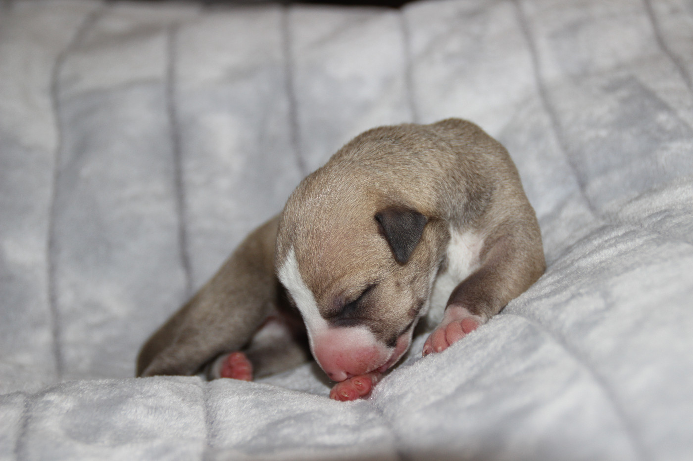 Du Chene Des Morinieres - Chiots disponibles - Whippet