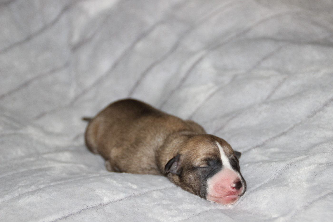 Du Chene Des Morinieres - Chiots disponibles - Whippet