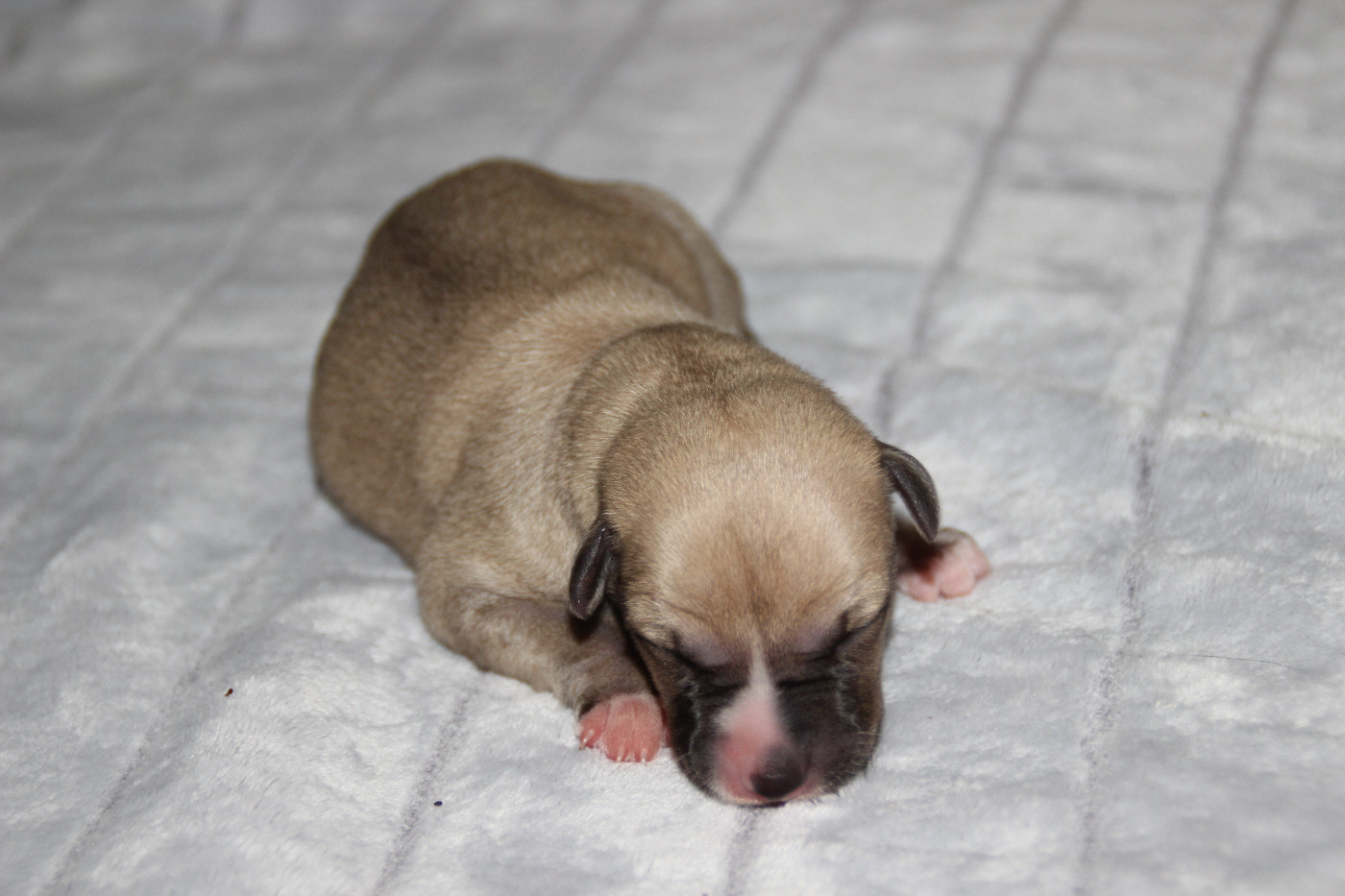 Du Chene Des Morinieres - Chiots disponibles - Whippet