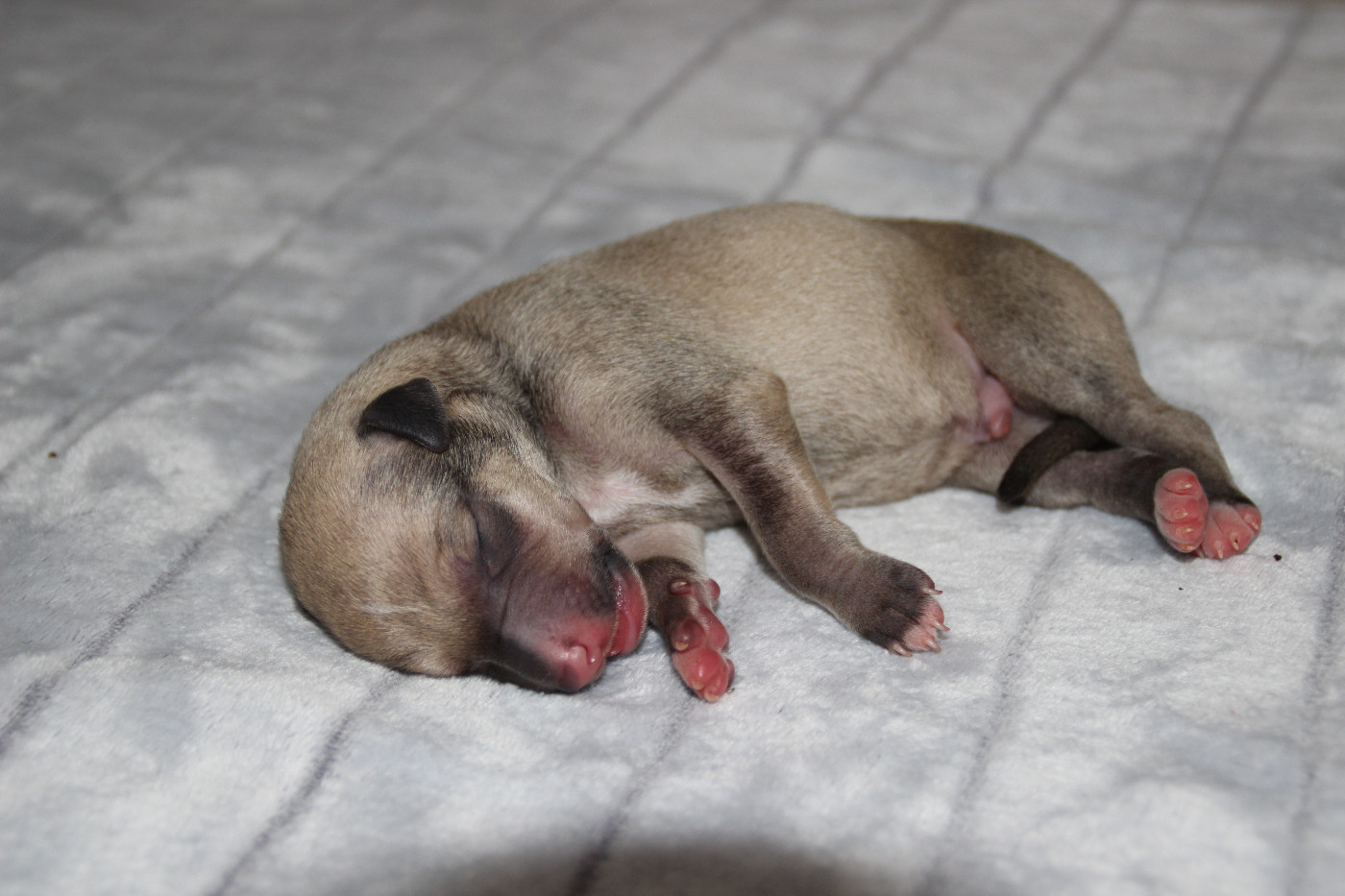 Du Chene Des Morinieres - Chiots disponibles - Whippet
