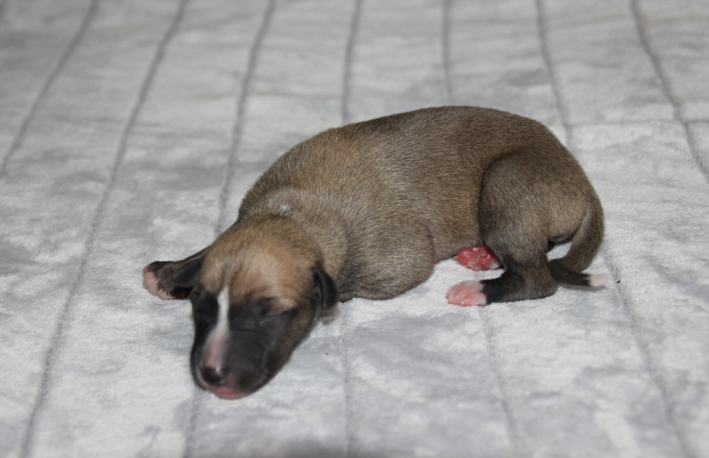 Du Chene Des Morinieres - Chiots disponibles - Whippet