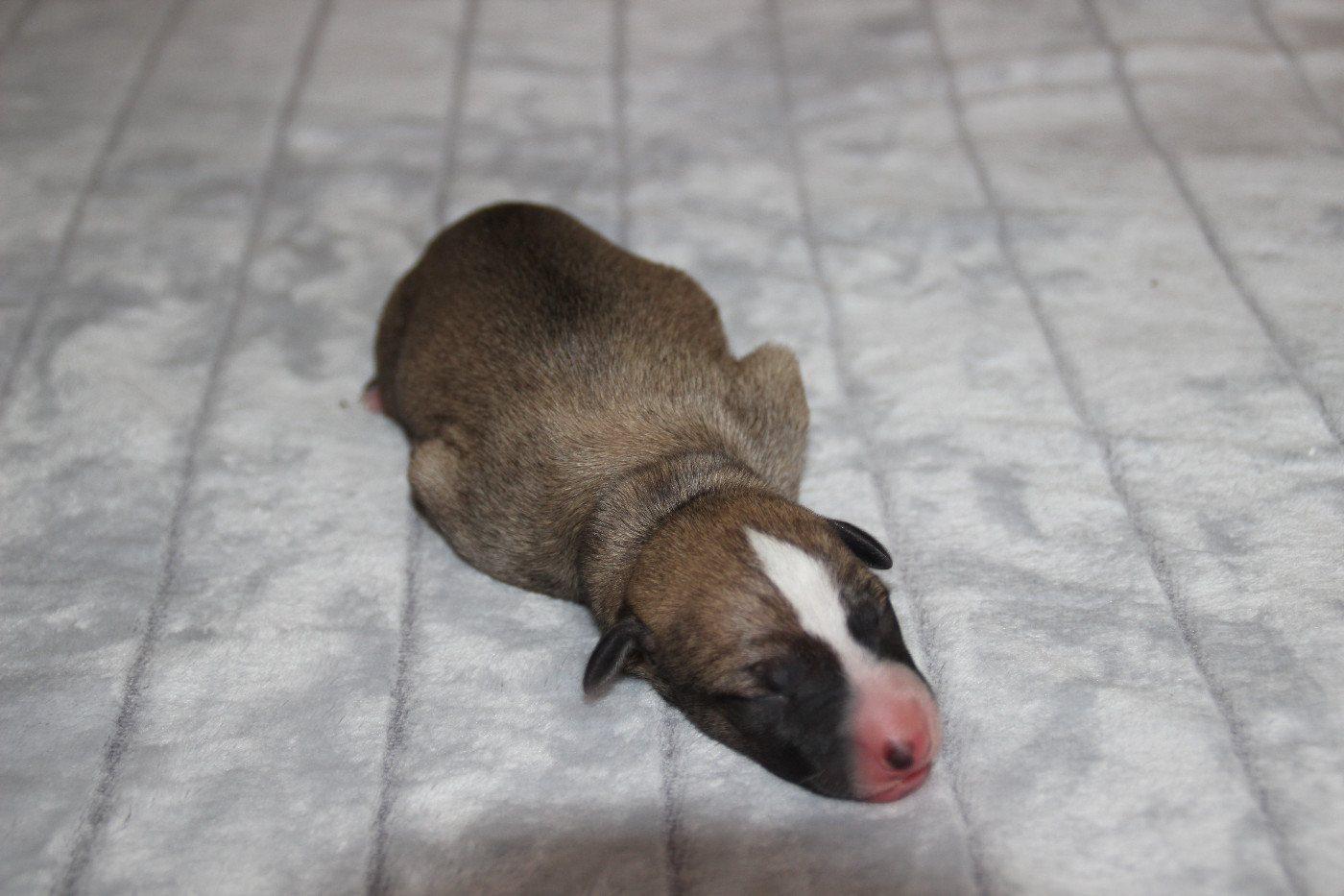 Du Chene Des Morinieres - Chiots disponibles - Whippet