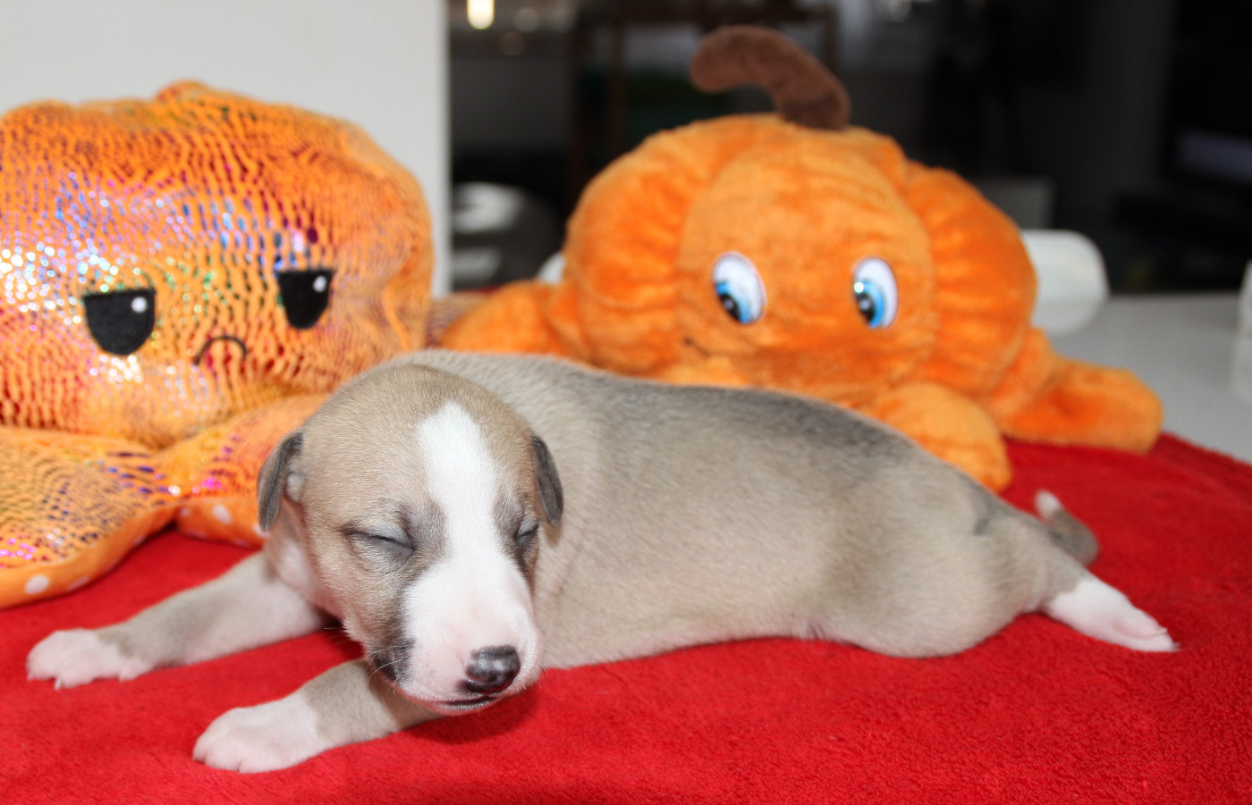 Du Chene Des Morinieres - Chiots disponibles - Whippet