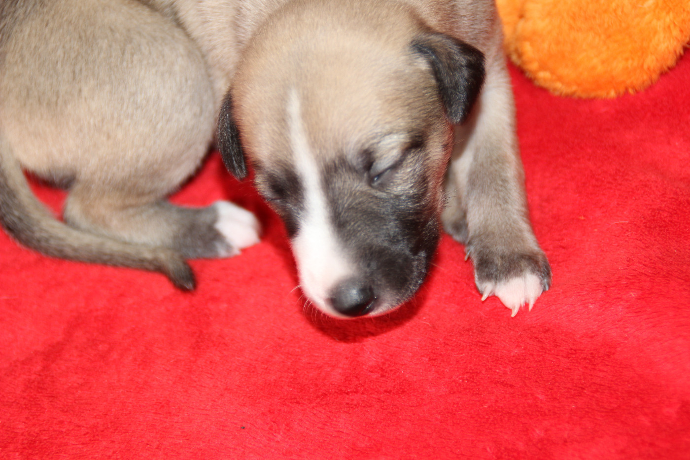 Du Chene Des Morinieres - Chiots disponibles - Whippet