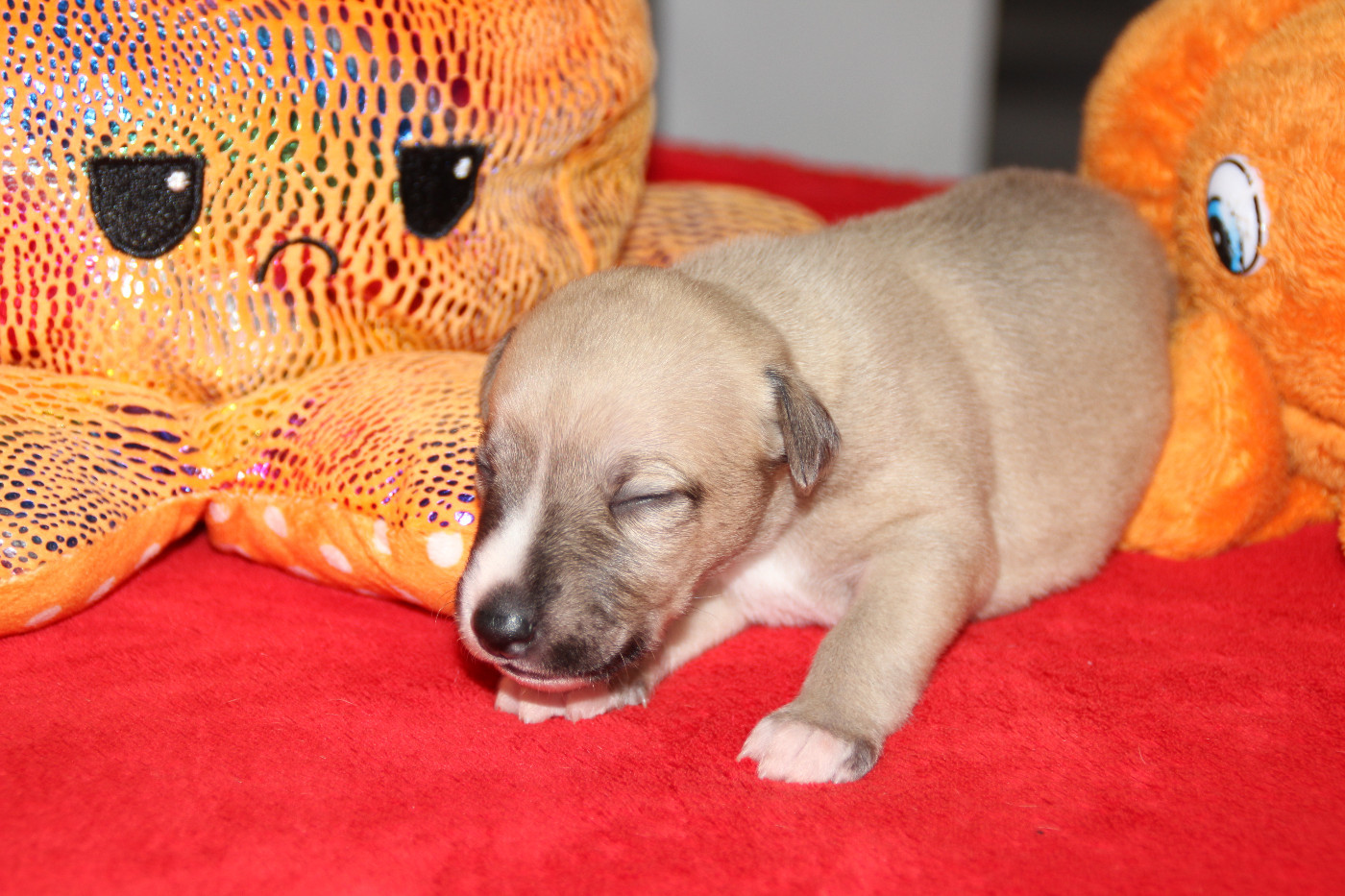 Du Chene Des Morinieres - Chiots disponibles - Whippet