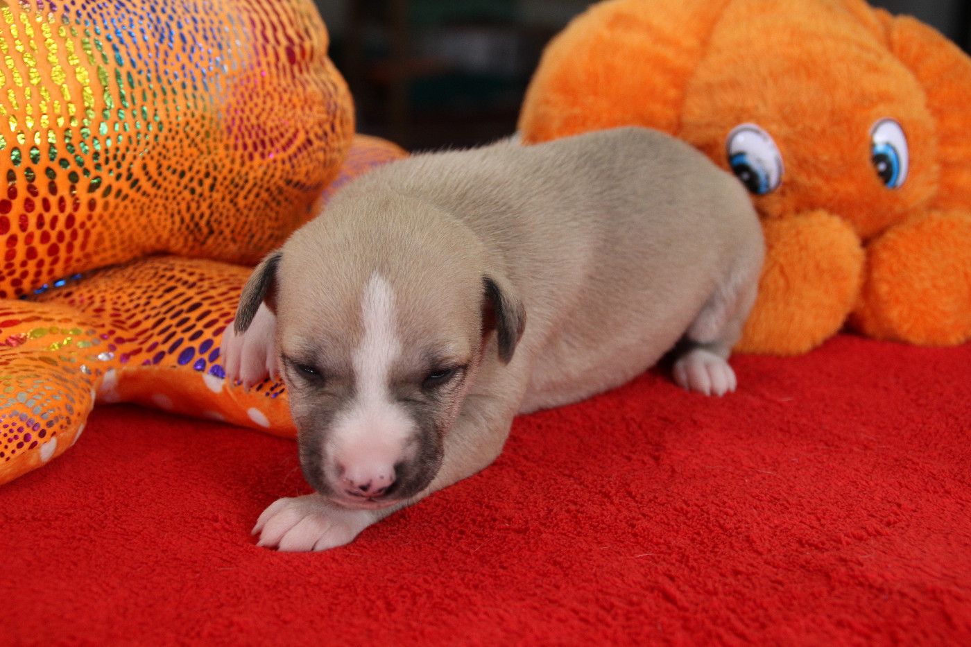 Du Chene Des Morinieres - Chiots disponibles - Whippet