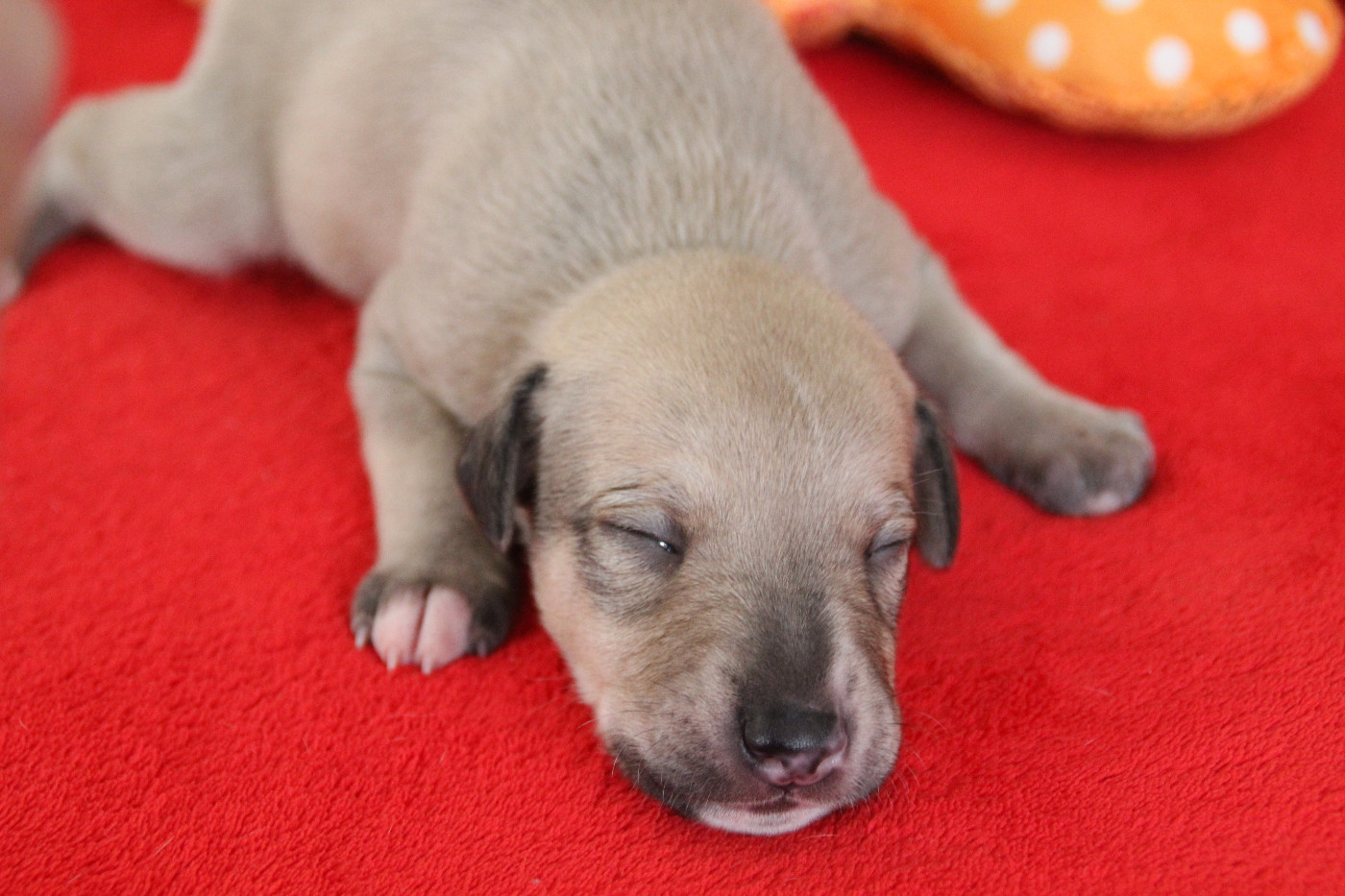 Du Chene Des Morinieres - Chiots disponibles - Whippet