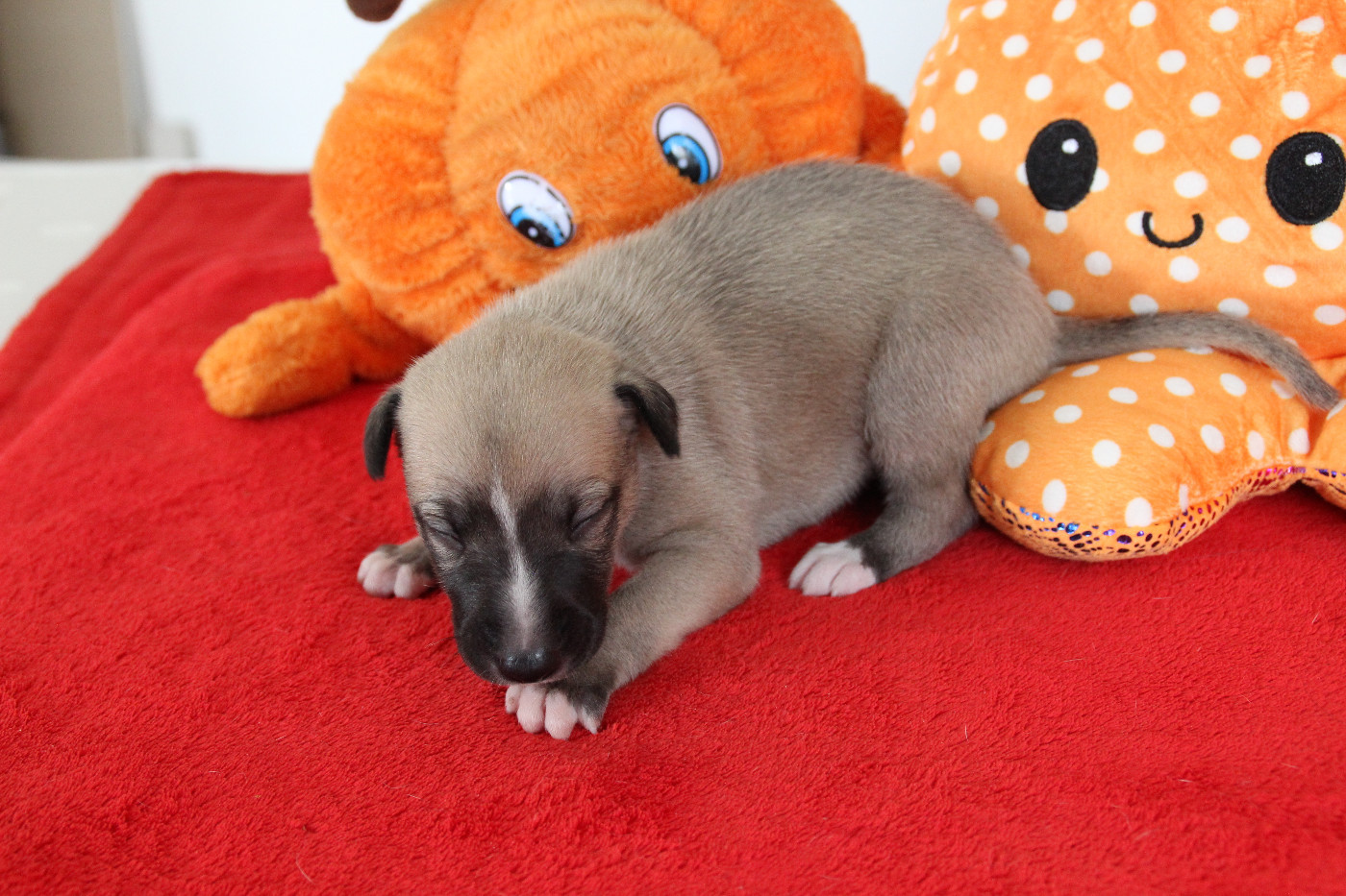 Du Chene Des Morinieres - Chiots disponibles - Whippet