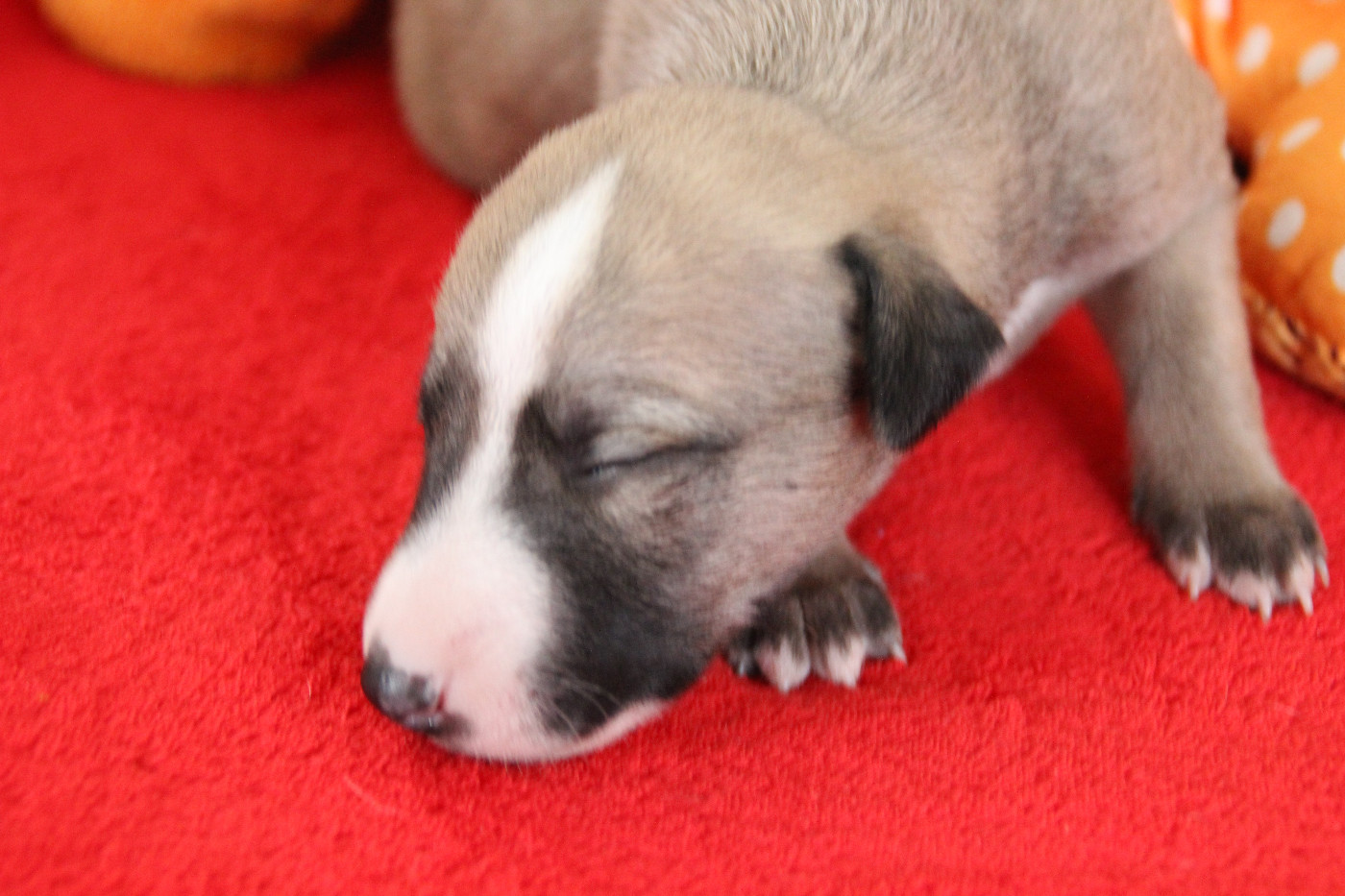Du Chene Des Morinieres - Chiots disponibles - Whippet