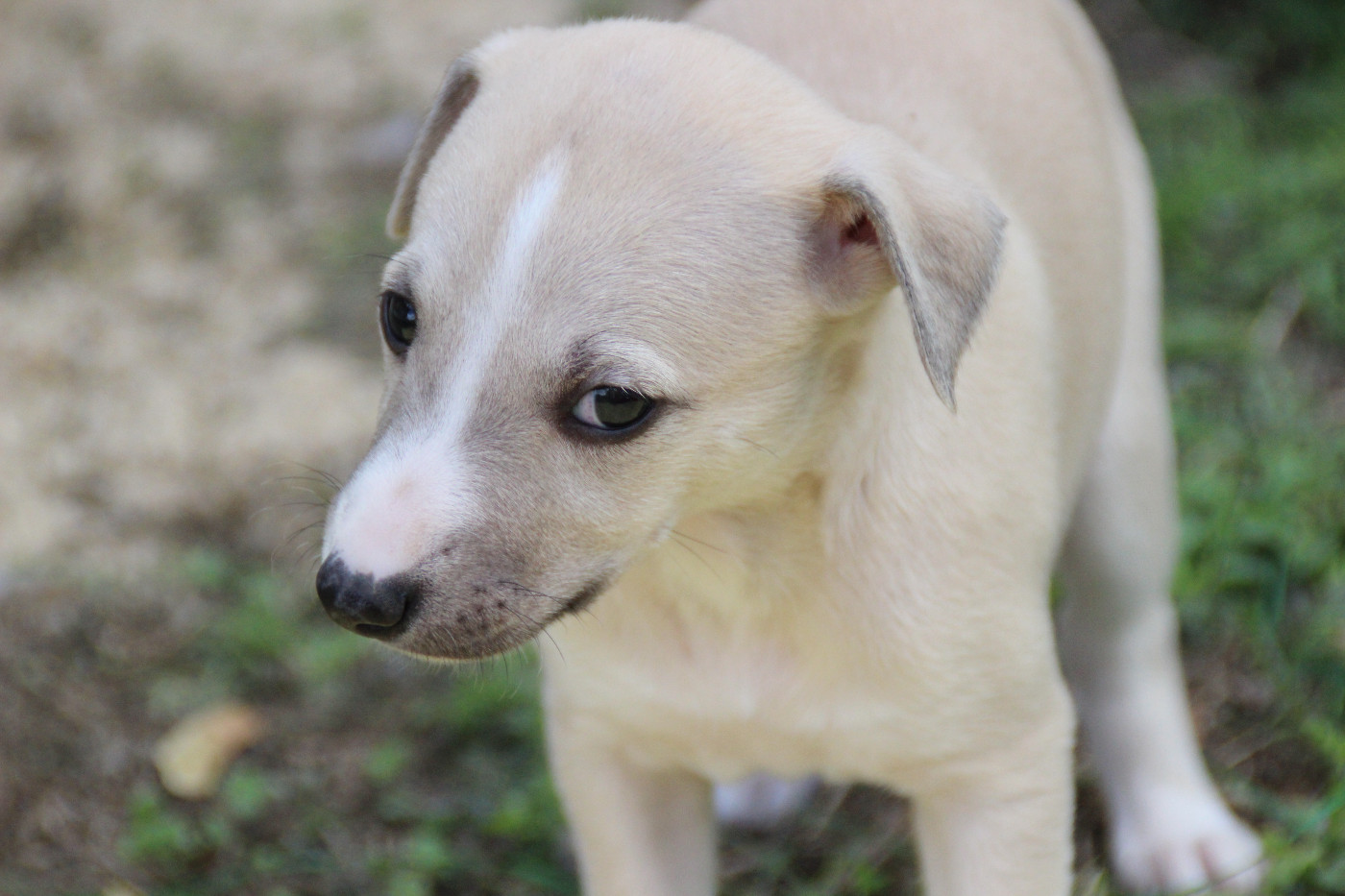 Du Chene Des Morinieres - Chiots disponibles - Whippet