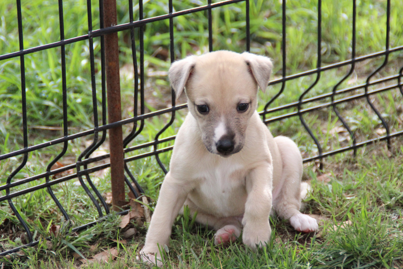 Du Chene Des Morinieres - Chiots disponibles - Whippet