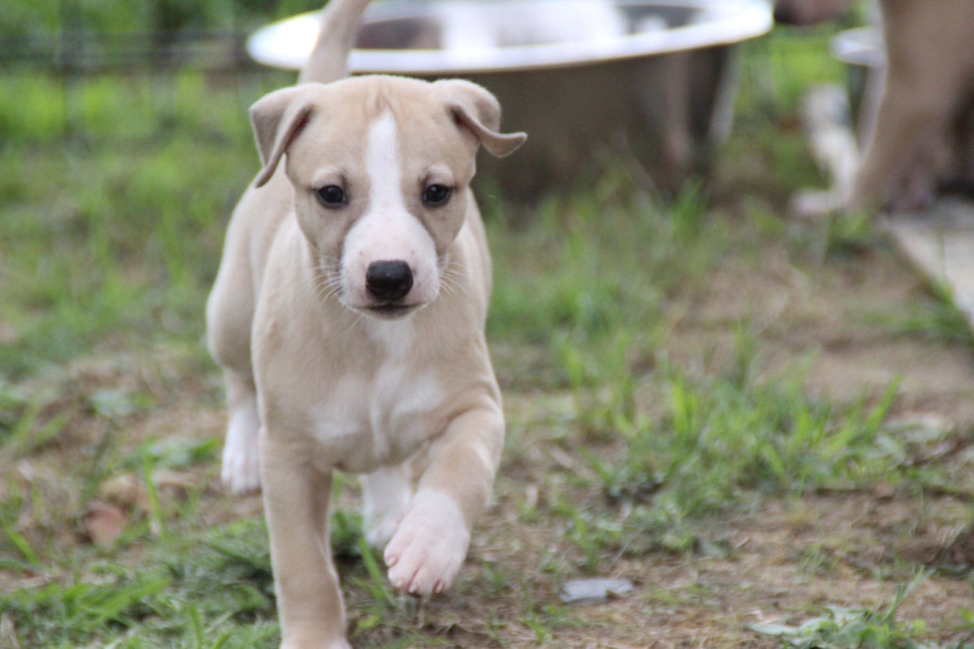 Du Chene Des Morinieres - Chiots disponibles - Whippet