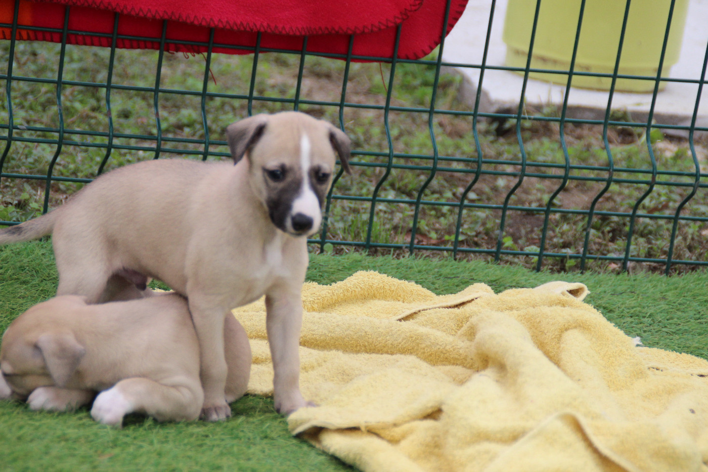 Du Chene Des Morinieres - Chiots disponibles - Whippet