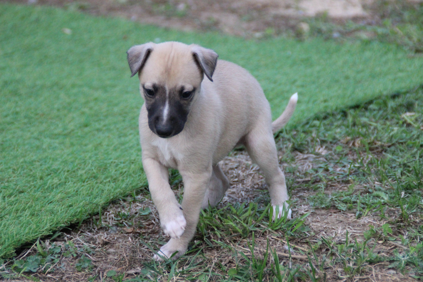 Du Chene Des Morinieres - Chiots disponibles - Whippet