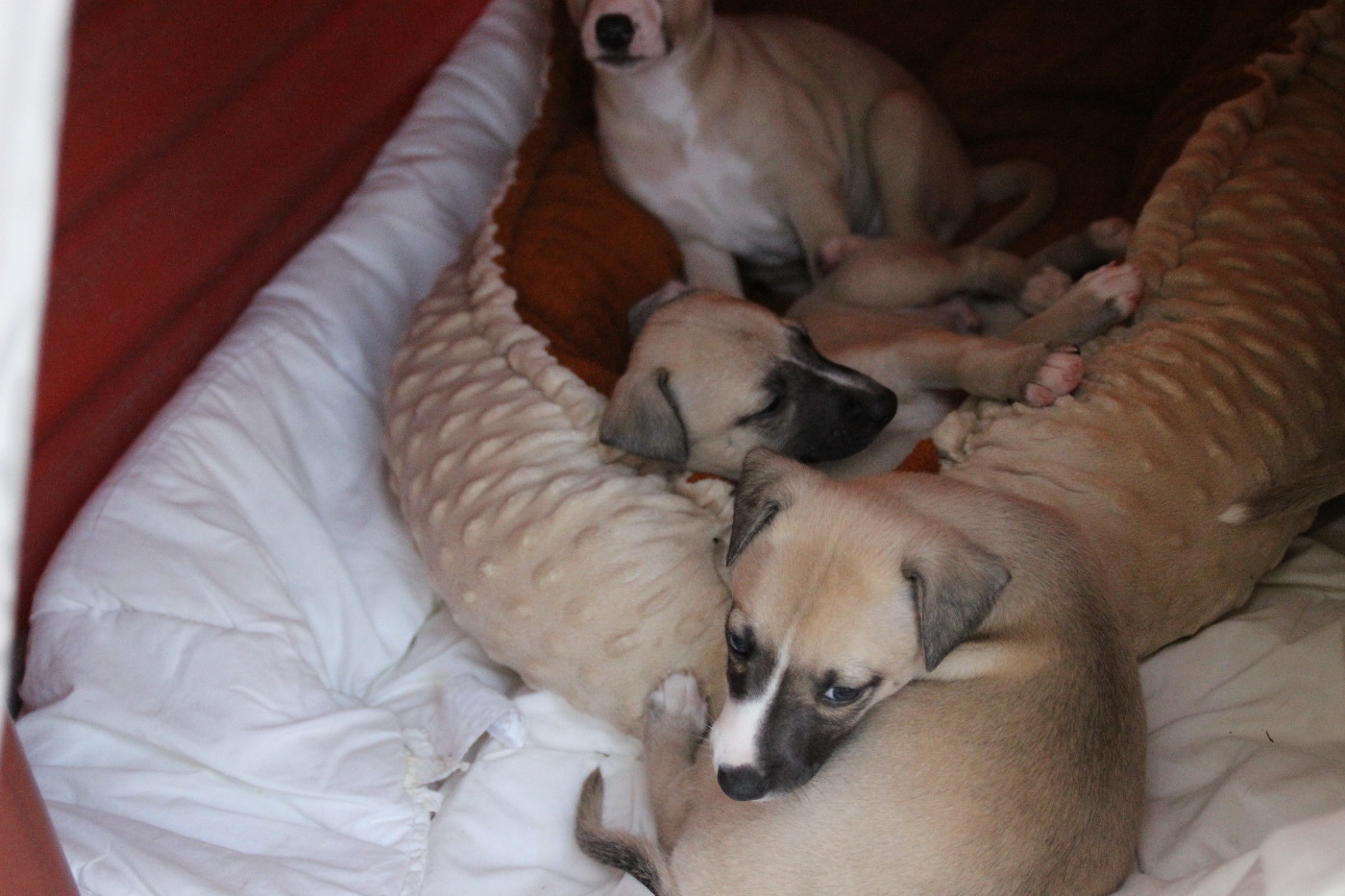 Du Chene Des Morinieres - Chiots disponibles - Whippet