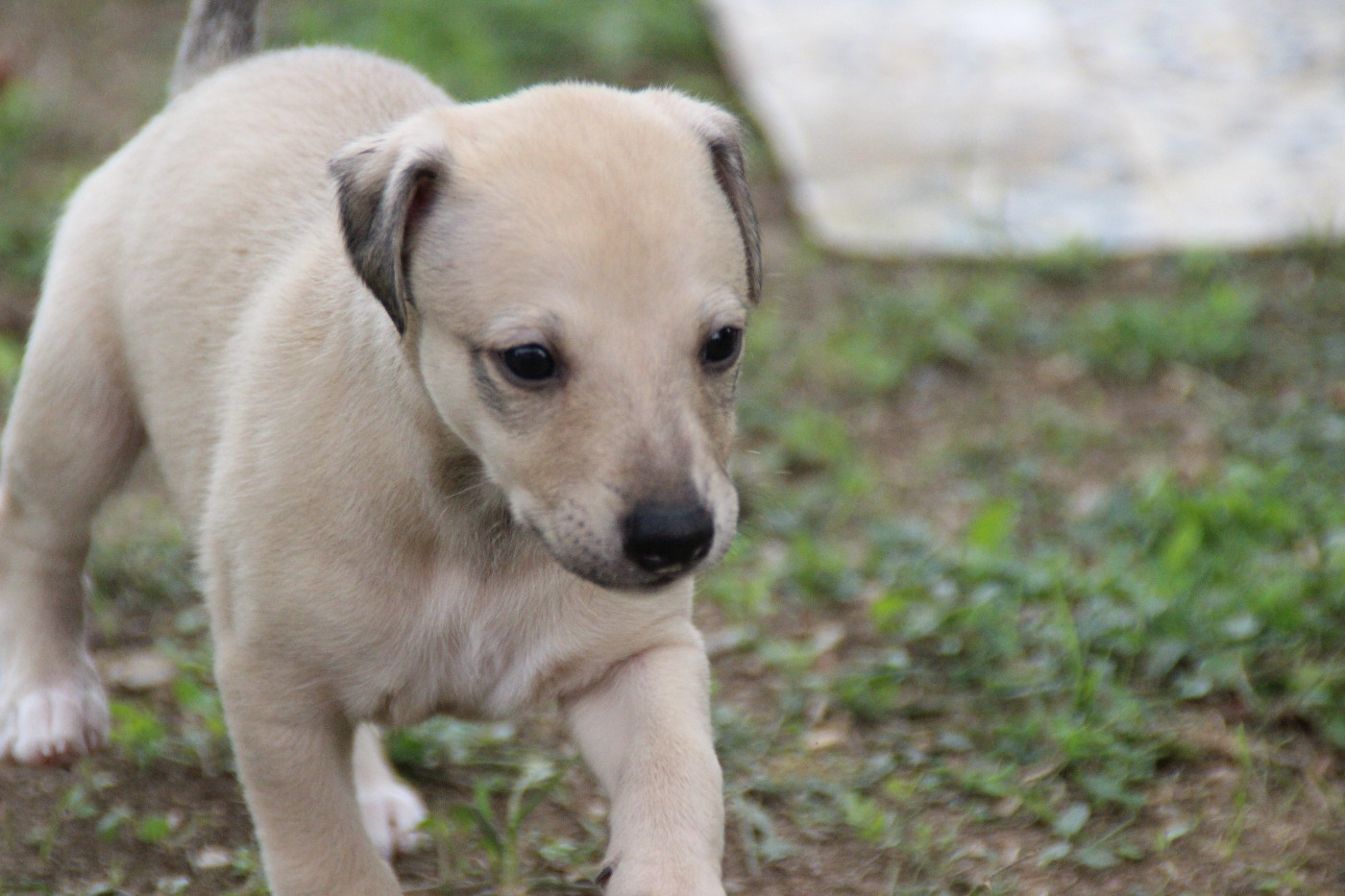 Du Chene Des Morinieres - Chiots disponibles - Whippet