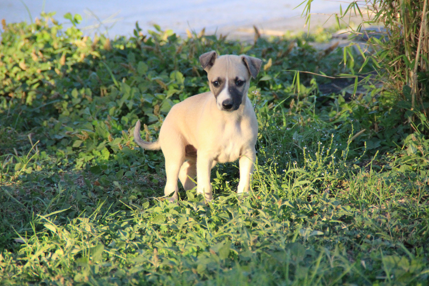 Du Chene Des Morinieres - Chiots disponibles - Whippet