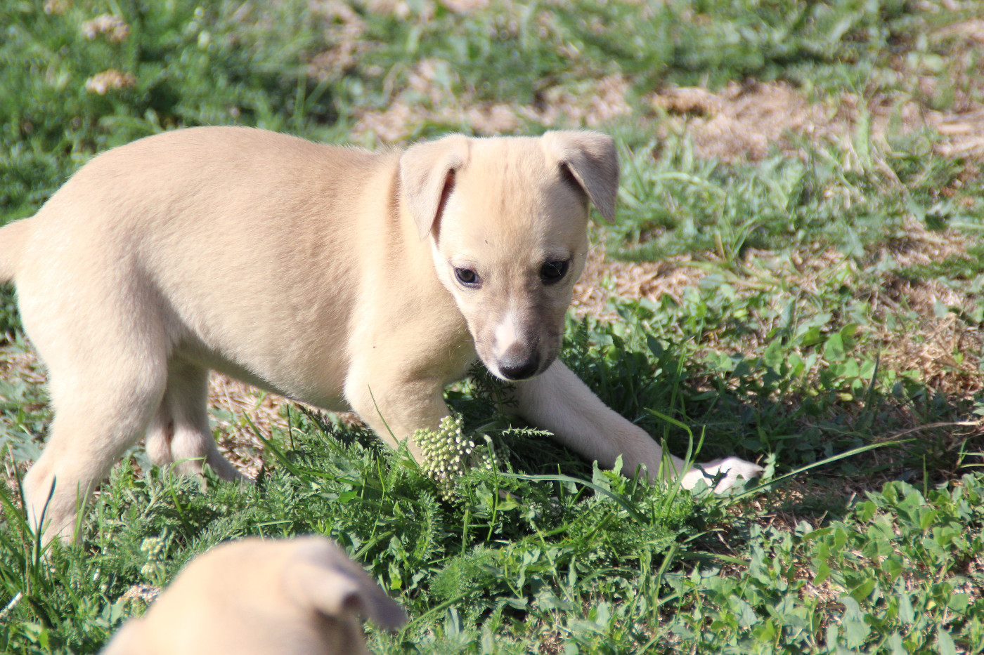 Du Chene Des Morinieres - Chiots disponibles - Whippet