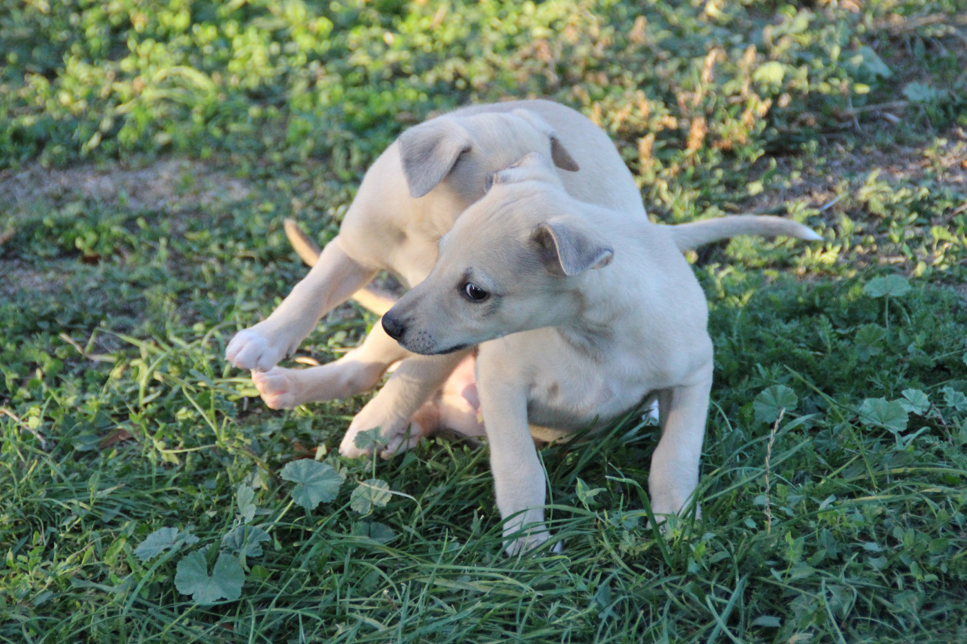 Du Chene Des Morinieres - Chiots disponibles - Whippet
