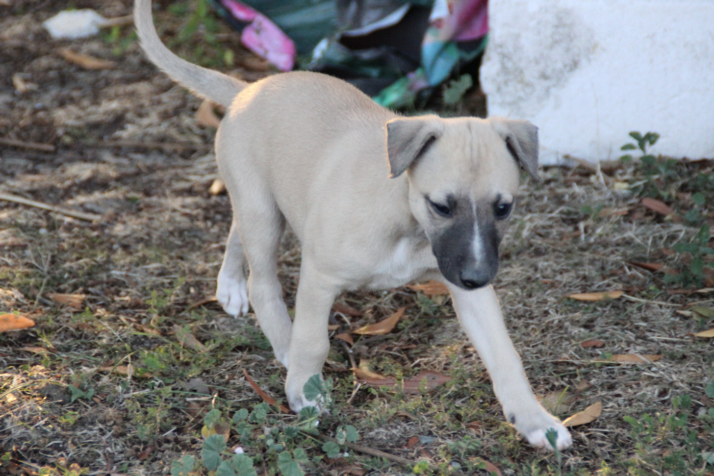 Du Chene Des Morinieres - Chiots disponibles - Whippet