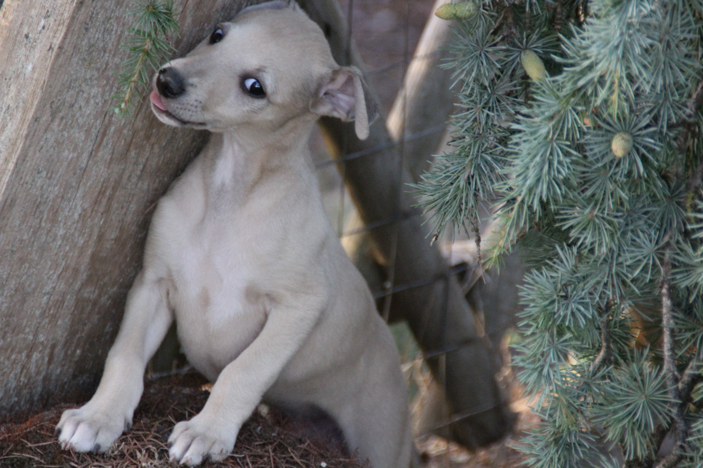 Du Chene Des Morinieres - Chiots disponibles - Whippet