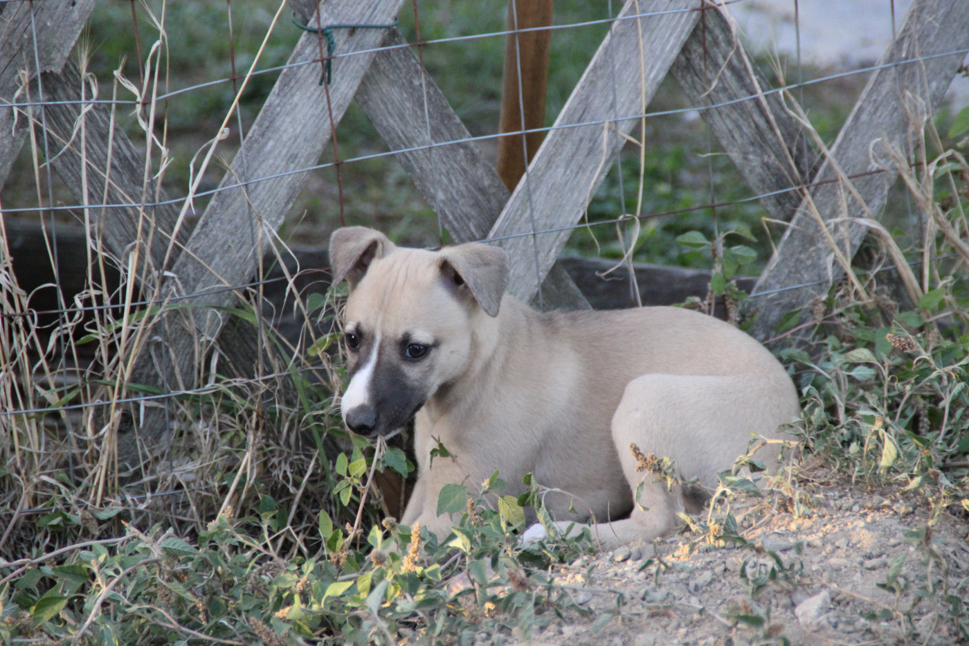 Du Chene Des Morinieres - Chiots disponibles - Whippet