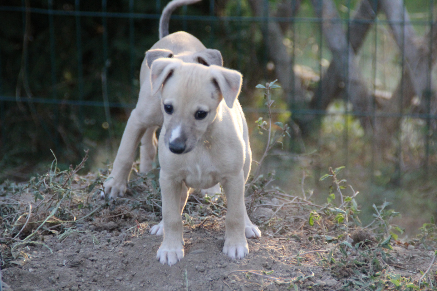 Du Chene Des Morinieres - Chiots disponibles - Whippet