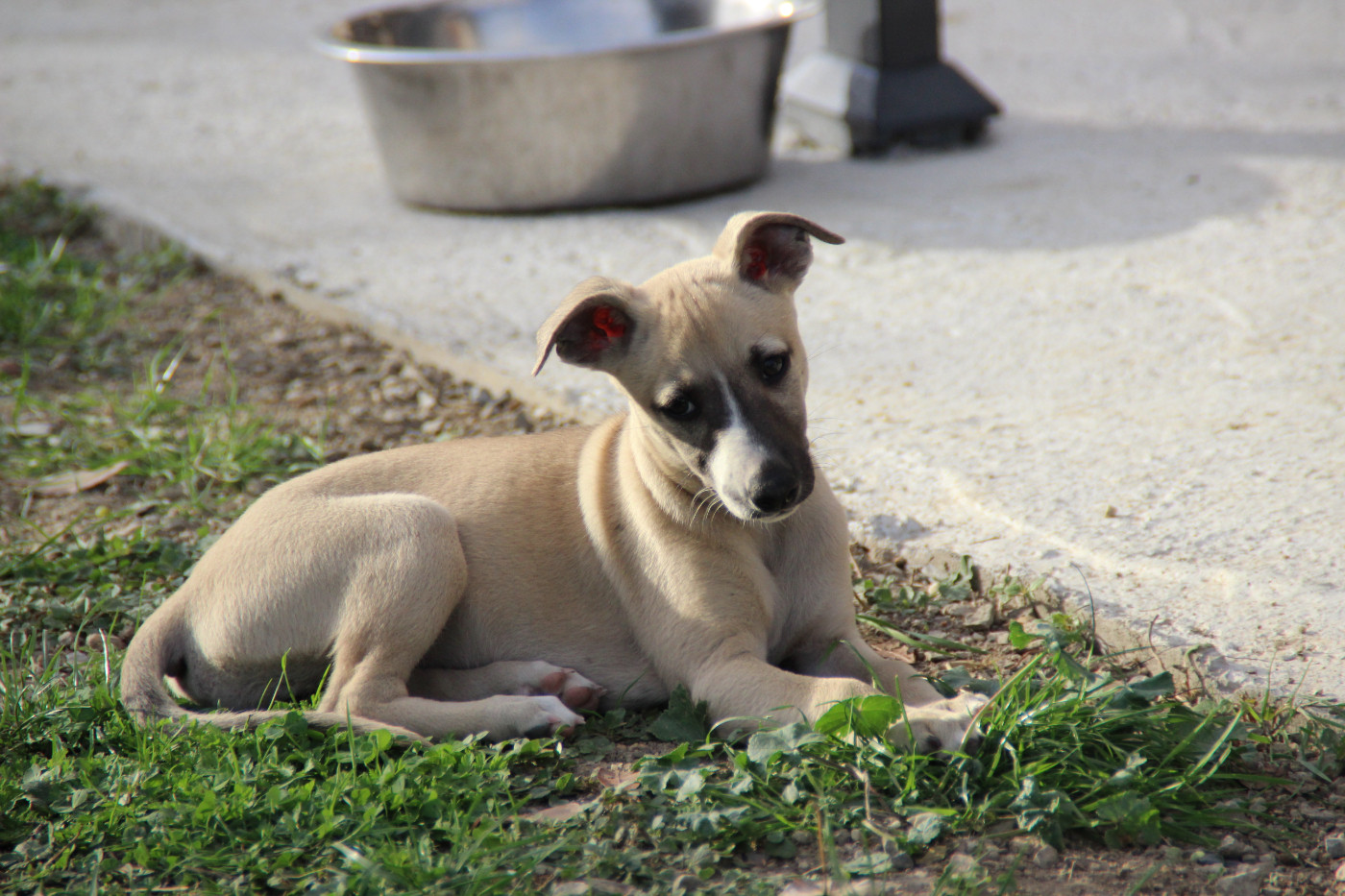 Du Chene Des Morinieres - Chiots disponibles - Whippet