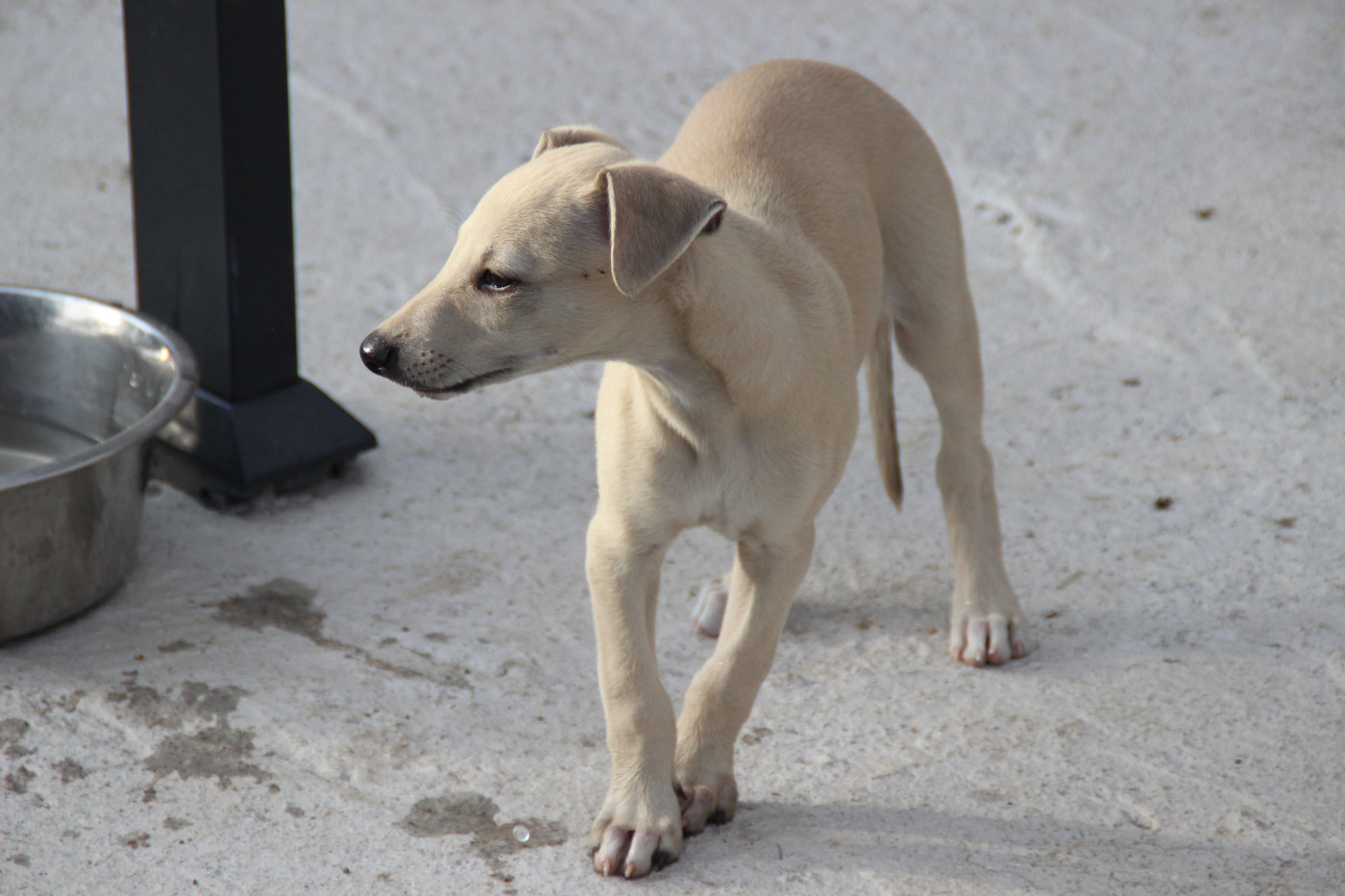 Du Chene Des Morinieres - Chiots disponibles - Whippet