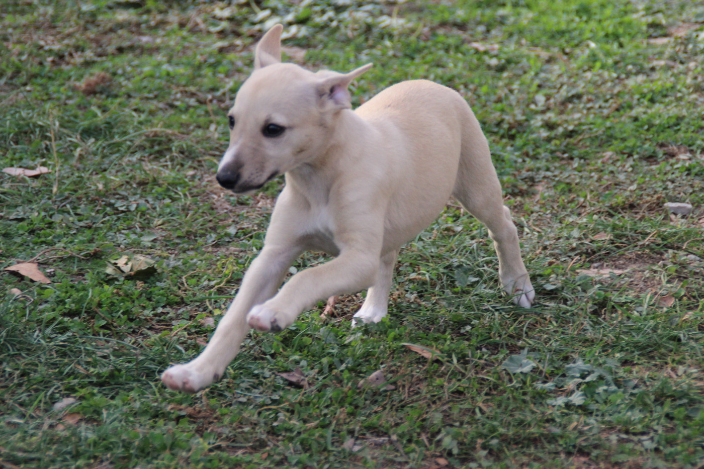 Du Chene Des Morinieres - Chiots disponibles - Whippet