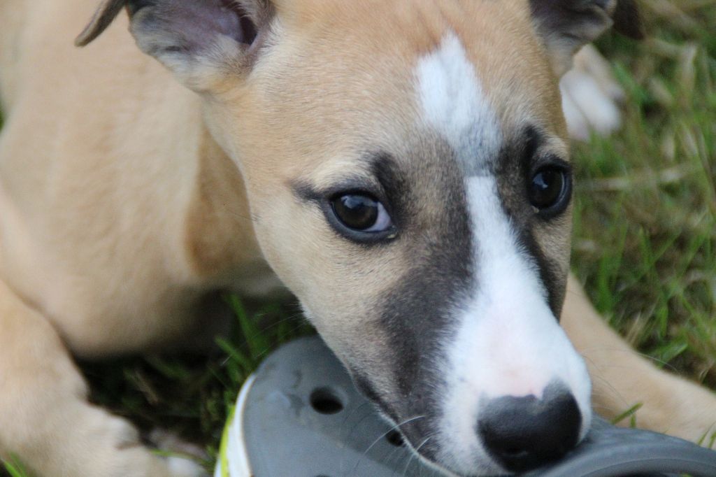 Du Chene Des Morinieres - Chiots disponibles - Whippet