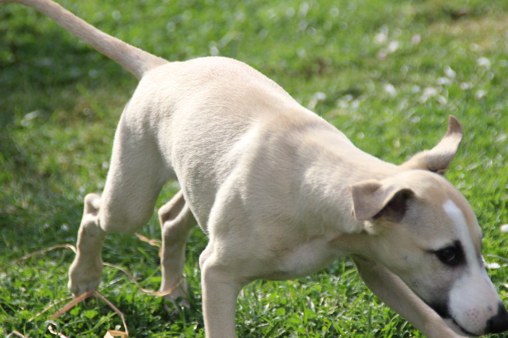 Du Chene Des Morinieres - Chiots disponibles - Whippet