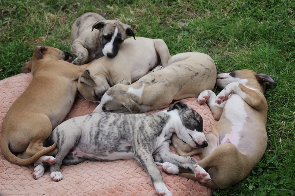 Chiot Whippet Du Chene Des Morinieres
