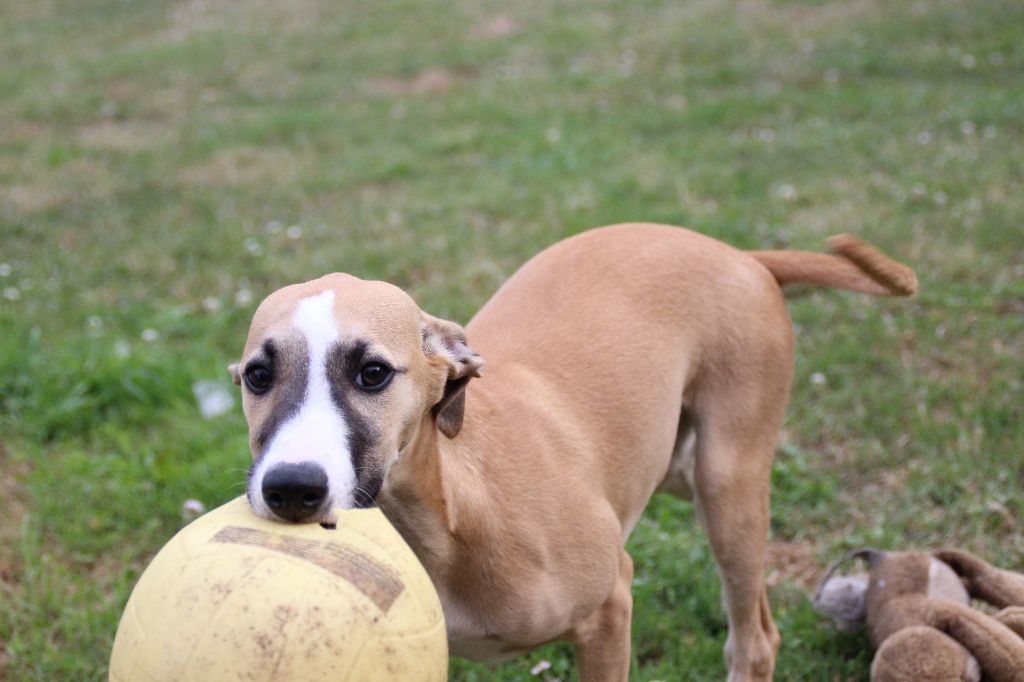 Du Chene Des Morinieres - Chiots disponibles - Whippet