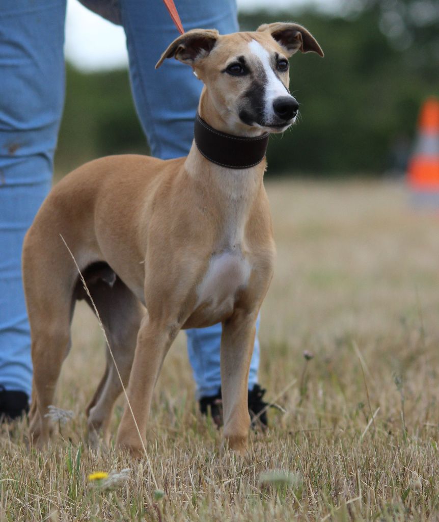 Du Chene Des Morinieres - Chiots disponibles - Whippet