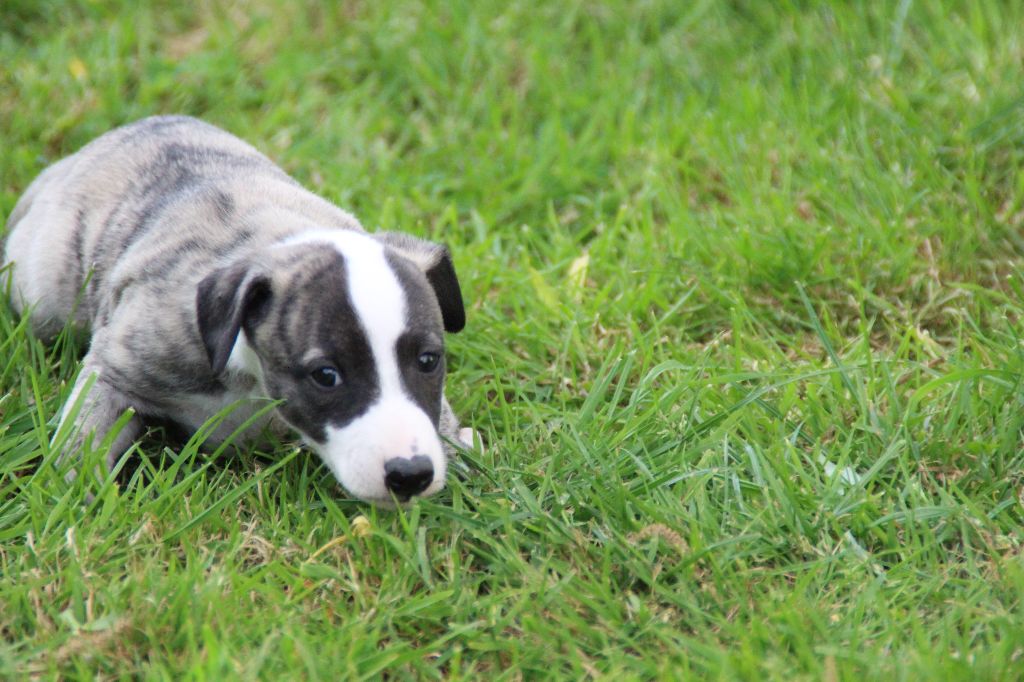Du Chene Des Morinieres - Chiots disponibles - Whippet