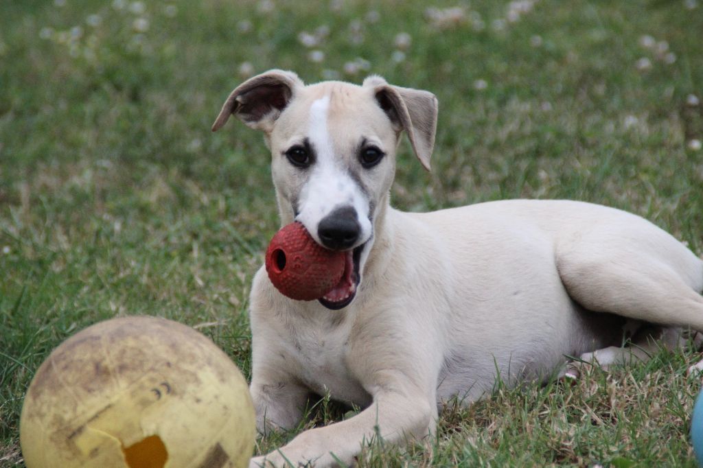 Du Chene Des Morinieres - Chiots disponibles - Whippet